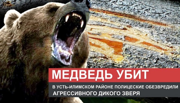 Полицейские Усть-Илимского района обезвредили медведя агрессивный медведь