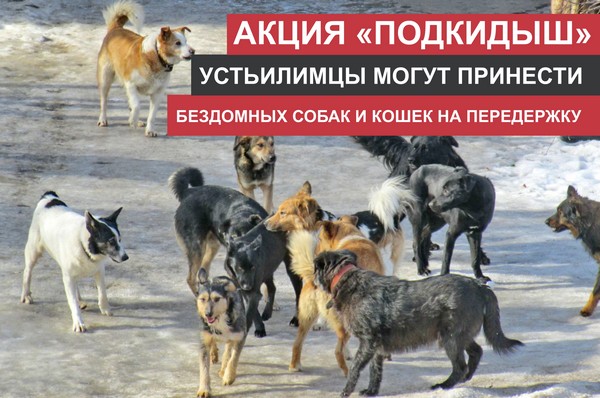 Акция "Подкидыш" проходит в Усть-Илимске Бездомные собаки